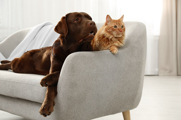 How to Choose the Right Pet Products: A Guide for Pet Owners