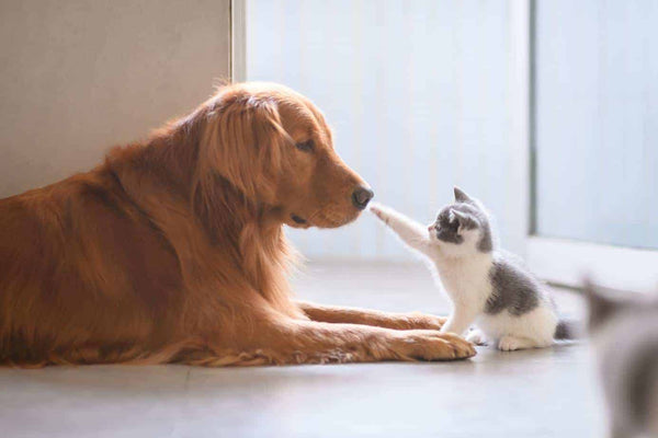 Top 5 Reasons Why Pets Pal Is Your One-Stop Shop for Premium Pet Products