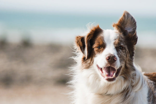 How to Create the Perfect Pet Sanctuary with Premium Products